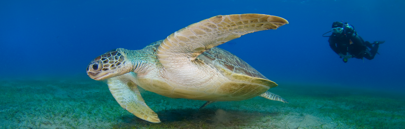 PADI Scuba Diver Training